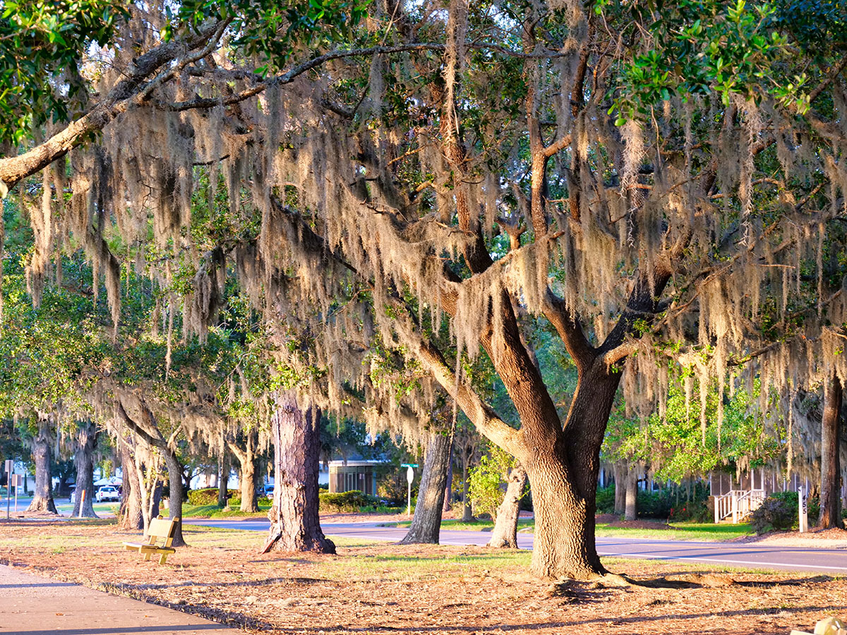 Mossy Trees